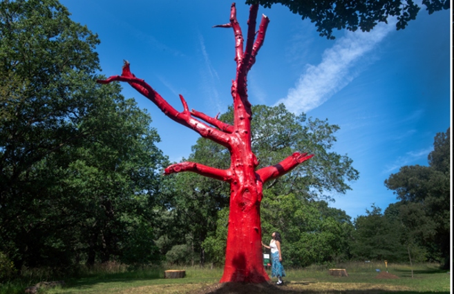 Climate Changed Oak at Kew Gardens RBG Kew. Photo by Jeff Eden